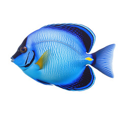 Naklejka premium blue tang fish isolated on white background