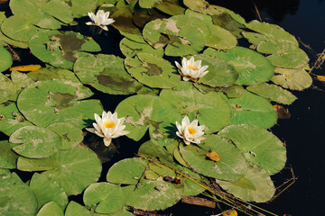 Water lily plant nymphaea candida on the lake