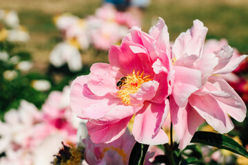 Pink peonies in the garden close-up