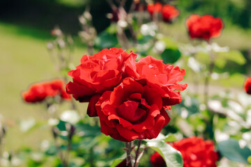 red climbing rose bush close-up in botanical garden, rose background