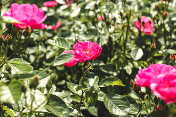 pink climbing rose bush close-up in botanical garden, rose background