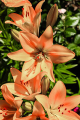 Obraz premium Orange lily bushes close-up in the garden