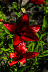 Red lily bushes close-up in the garden