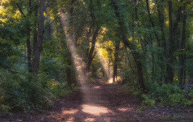 Fototapeta premium Path in the forest with morning rays of sun in the fog