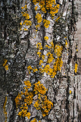 Tree bark texture, vertical close-up, wood trunk background, texture image, a healthy stem, lumber, forestry