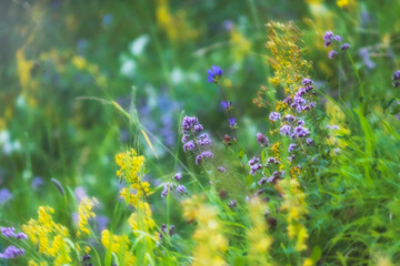 Mountain herb oregano and St. John's wort in a sunny meadow