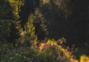 sunny meadow with bright Fireweed flowers in a spruce forest in summer
