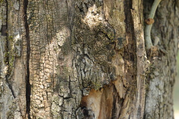 Bark of an olive tree as background