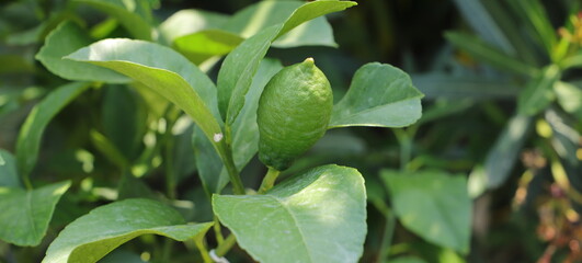 a small lemon tree with a lemon