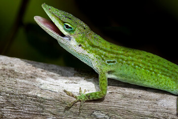 Gren lizard with mouth open closeup