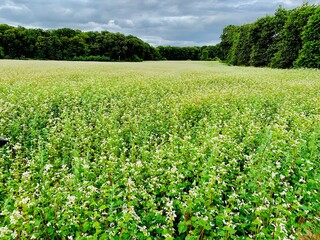green field and blue sky