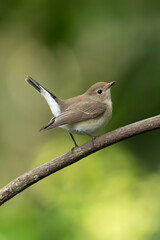 Fototapeta premium Taiga Flycatcher perching on a perch looking into a distance
