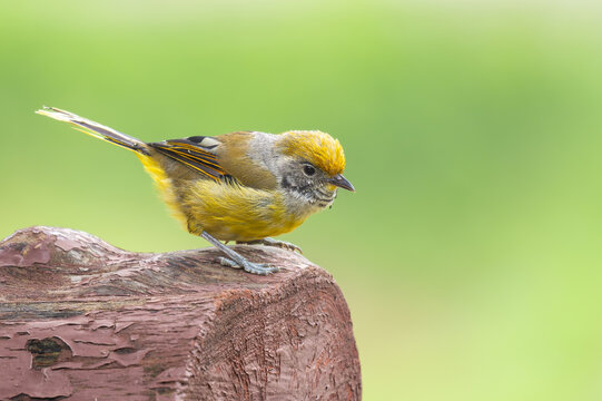 Chestnut-tailed minla a perching on tree trunk