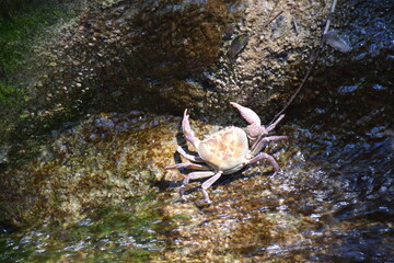 crab on the rocks