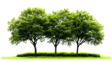 Fototapeta premium Three Lush Green Trees with Grass and Shrubs on White Background