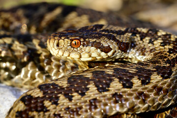 Wiesenotter, Karstotter // Meadow viper, Ursini's viper (Vipera ursinii macrops) - Nationalpark Biogradska Gora, Montenegro