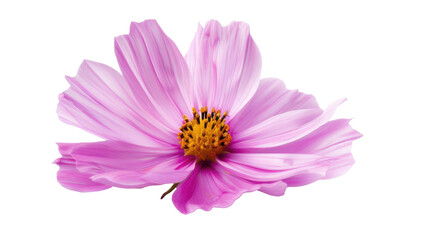 light pink Cosmos flowers isolated on transparent background. Garden Cosmos