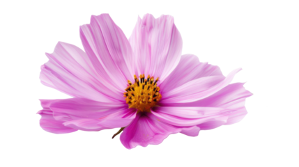 light pink Cosmos flowers isolated on transparent background. Garden Cosmos
