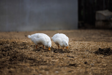Two white ducks search the ground for food at a serene Russian farm as day breaks.