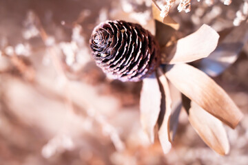 Dried flower background using blur and bokeh effect. The beauty of nature