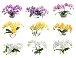Beautiful flowers composition. Bouquet of orchids in vase on transparent background. Concept Valentines Day, Happy Women's Day, March 8