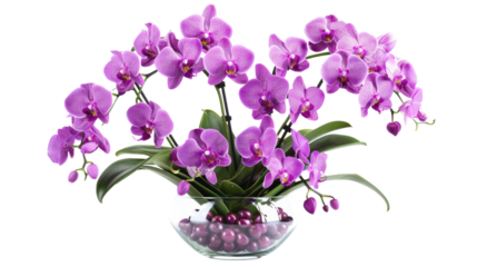 Beautiful flowers composition. Bouquet of pink orchids in vase on transparent background. Concept Valentines Day, Happy Women's Day, March 8