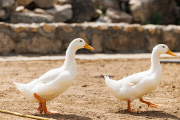 Ducks gently stroll on warm sandy soil beneath the sun at a tranquil Russian farm.