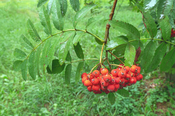 red rowan on a branch