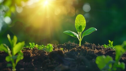 Young Plant in Sunlit Garden