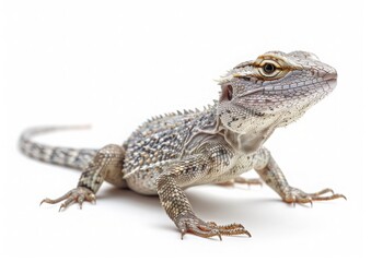 Obraz premium Close-up portrait of lizard, rendered in a polygonal style, is isolated on a white background. Iizards detailed scales and intricate patterns are visible in the polygonal art style