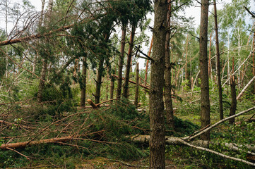 forest after hurricane, broken trees after the disaster