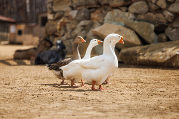 Three geese walk gracefully along a dusty path on a sunny day in a charming Russian farm.