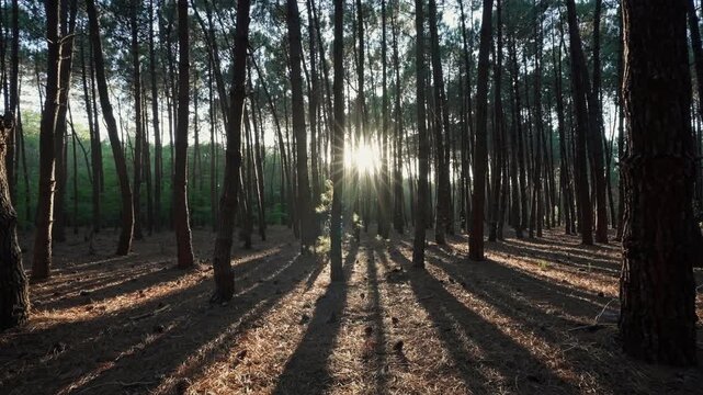 Lens flare POV of walking through sun's rays pass trunks pine branches of trees glowing in morning fog illuminate flying insects in thicket forest sunset in summer slow motion. Nature background