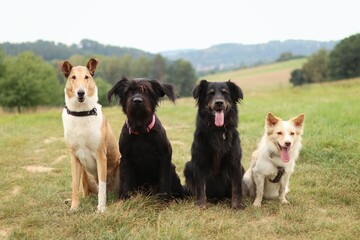 A pack of four friendly dogs sit on field