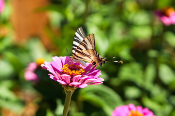 Swallow-Tailed Butterfly (Papilio Machaon)