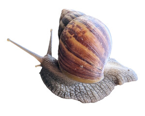 Lissachatina fulica (Giant African land snail) - transparent background png
