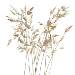 Close-up image of oat plant isolated on a transparent background.