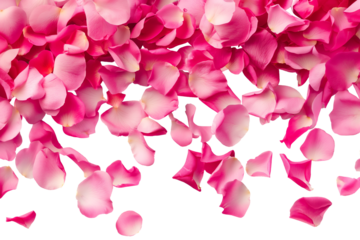 Photo of vibrant pink rose flowers petals falling on transparent background