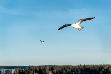 Close-up of a seagull flying on blue sky background. Animals, birds, freedom and loneliness concepts