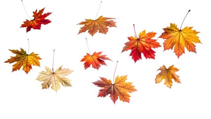 Fototapeta premium Nine Vibrant Autumn Maple Leaves Falling Against a White Background