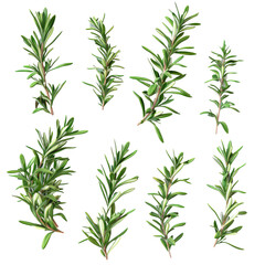 Obraz premium Close-up collection of isolated rosemary twig and leaves on a transparent background with clipping path