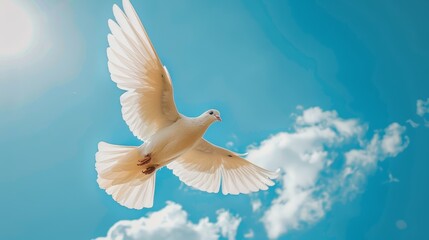 Fototapeta premium Flying dove. White pigeon against blue sky.