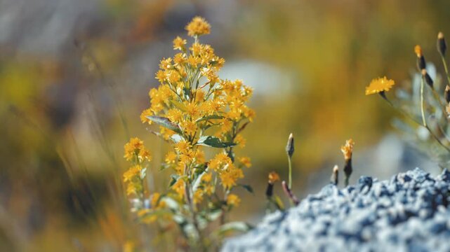 A close-up shot of the St. John's wort and dandelions on the rocky terrain. Slow-motion, parallax.
