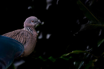 A dove sits in a water tray in the garden at night.