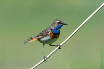 Blaukehlchen