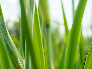 Obraz premium Green sprout on a natural background, illuminated by sunlight. Symbol of growth, life and ecological harmony