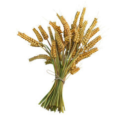 Wheat ears bundle on a transparent background.