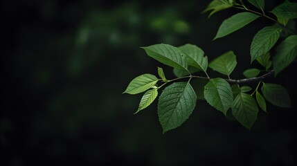 Obraz premium A leafy branch with green leaves is shown in a dark background. Concept of tranquility and calmness, as the leaves are still and peaceful 