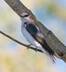 Female Tree Swallow in the Southeastern Massachusetts Bioreserve, Lakeville, Massachusetts