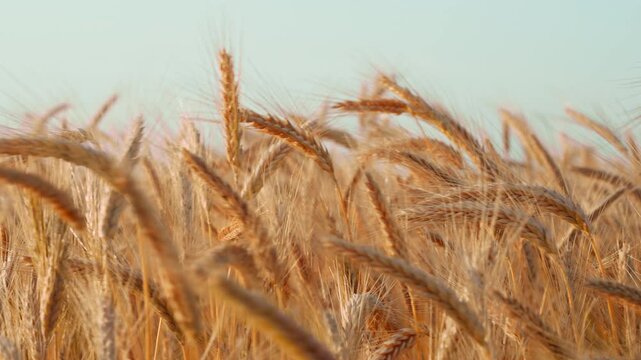 wheat agricultural field panorama slide. golden spikelets ear of wheat field close up move slow motion from light breeze against bright blue sky in summer. nature. lens flares. agro farm